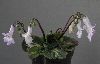<em>Chirita brassicoides</em>